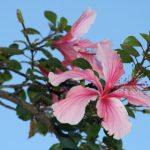 5月25号彩票开奖结果查询与中奖号码公布 mexl185yh